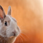 Osterhase_Special_2025