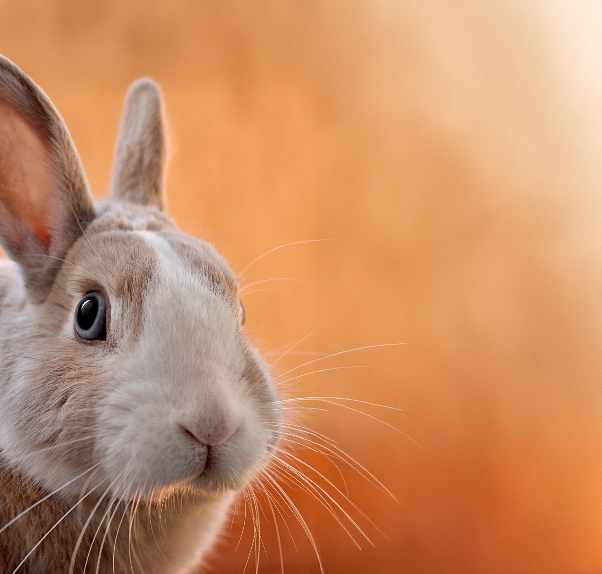 Osterhase_Special_2025