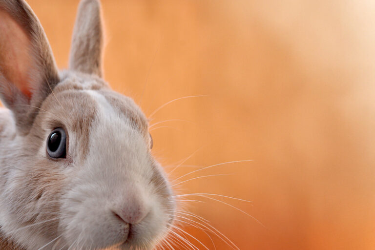 Osterhase_Special_2025